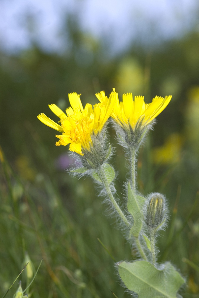 Hieracium villosum / Sparviere villoso